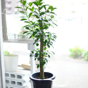 HPL-001