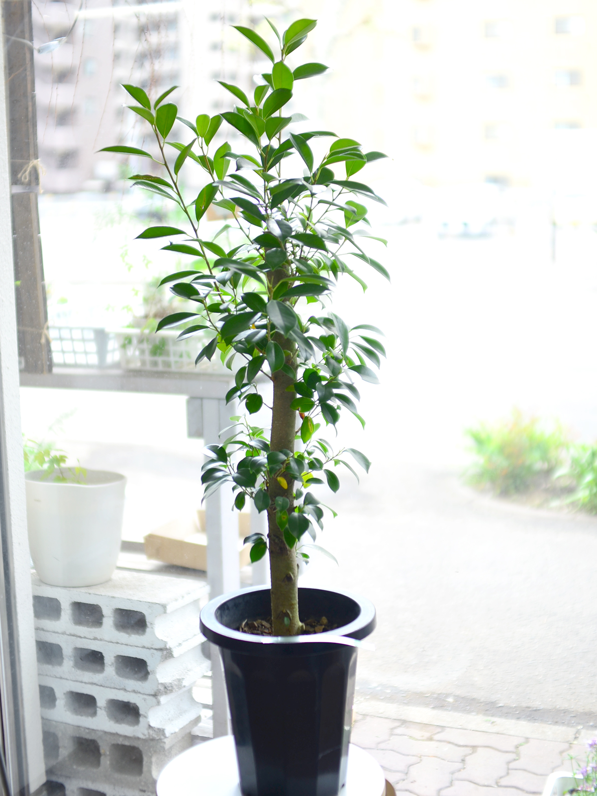 観葉植物　ガジュマル