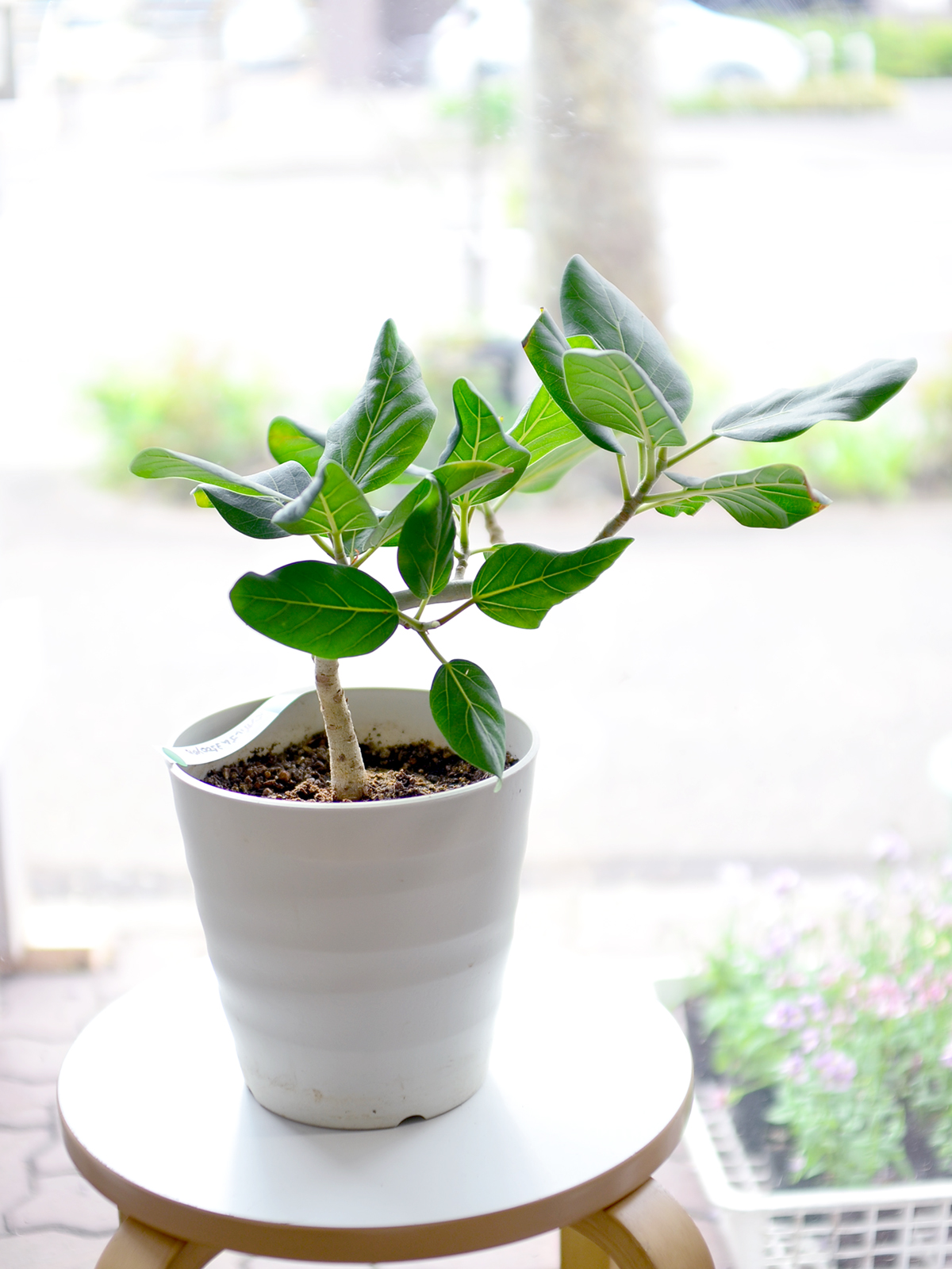 観葉植物　ベンガルゴム
