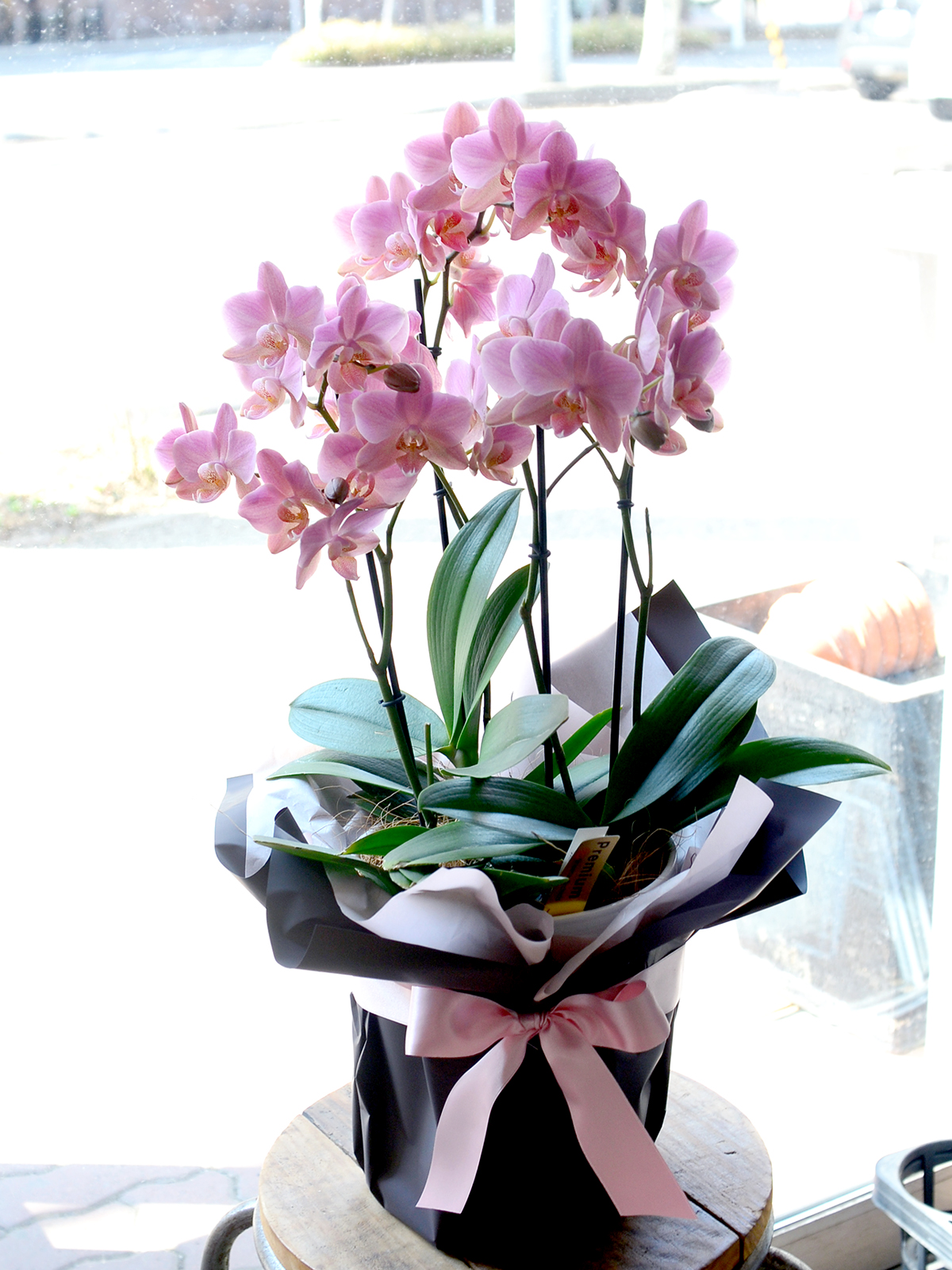 ミディコチョウラン　ミディシスコ